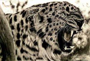 leopard